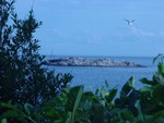 Norman's Woe in blue tone with seagull