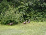 Three wild turkeys in the side yard