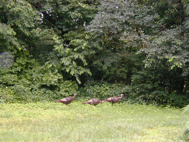 now we know where they hang out during the day