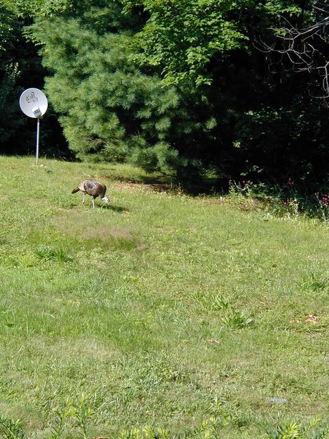 so long as the turkeys don't eat the cable