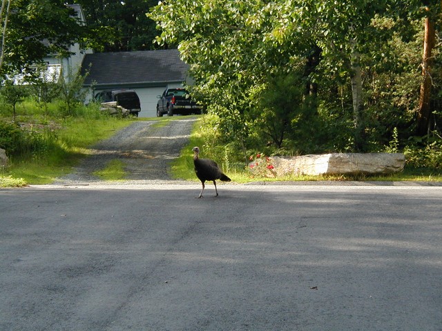 turkey asking for a ride in the Boxster