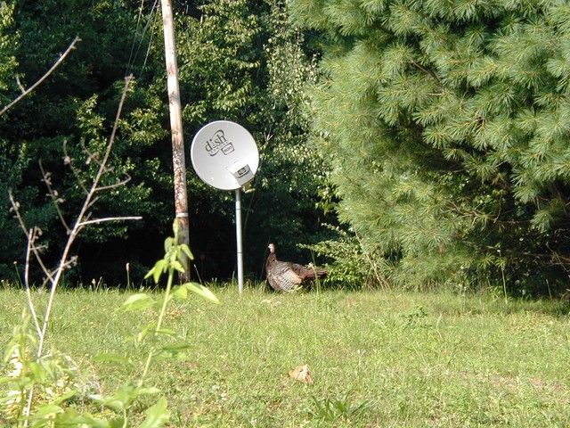 turkey inspecting our DISH