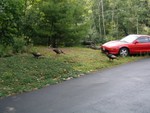 turkey visiting the MR2