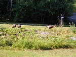 turkeys asking if jzp can come out and play