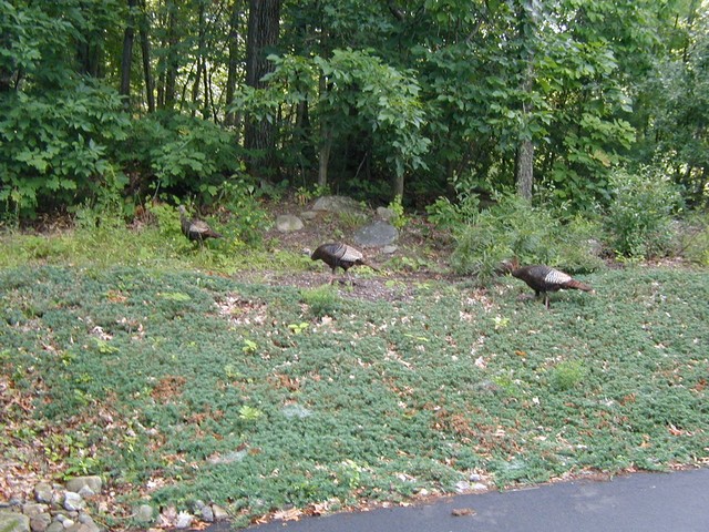 turkeys near the garage