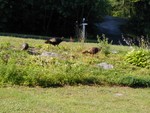 wild turkeys basking in the post-rain sunshine