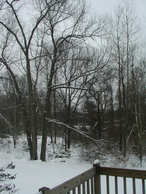 there were birds in this tree 72 hrs ago