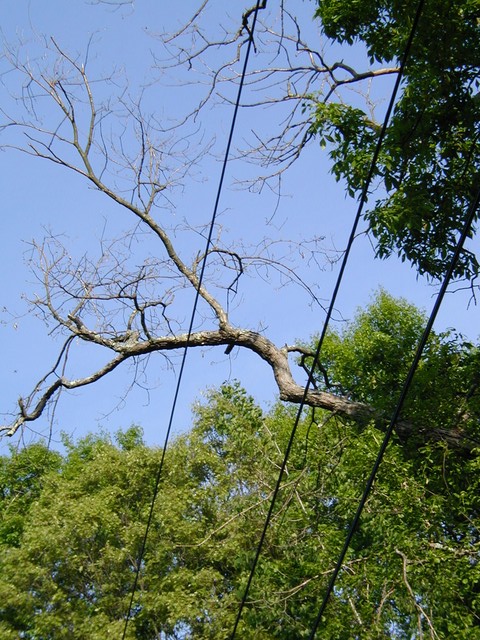 dead branches dangling over powerlines
