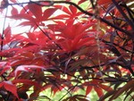 lacy leaves of the bloodgood maple