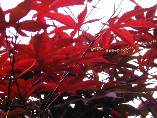vivid leaves of the bloodgood maple