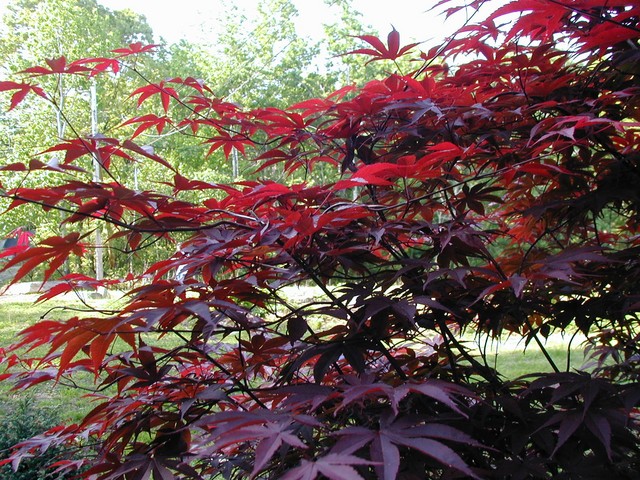 we heart our bloodgood maple