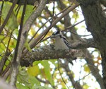 one of our woodpeckers