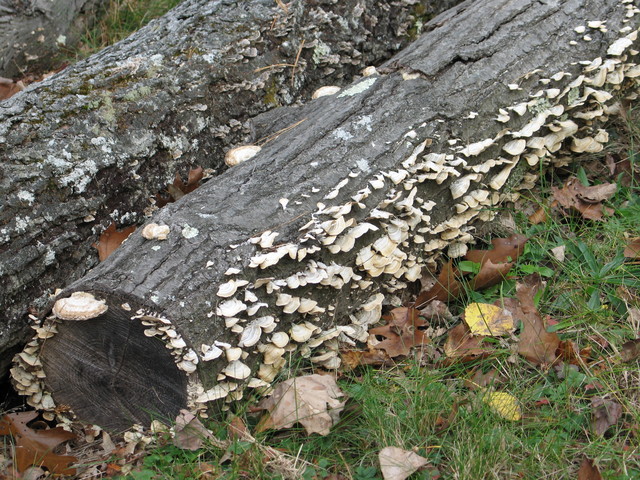 mushrooms on oak logs out front