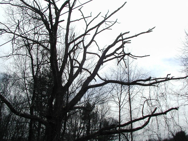 section of crow tree ready to tumble down