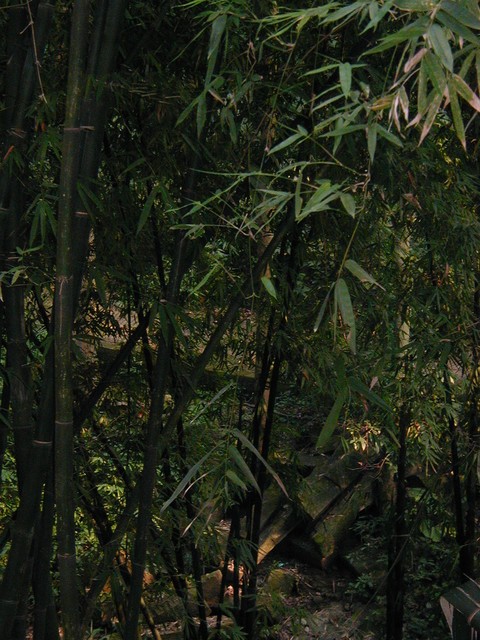 Dense bamboo forest