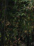 Dense bamboo forest
