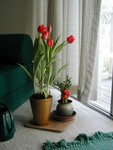 tulips-from-janine2