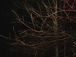 wet-branches-at-night