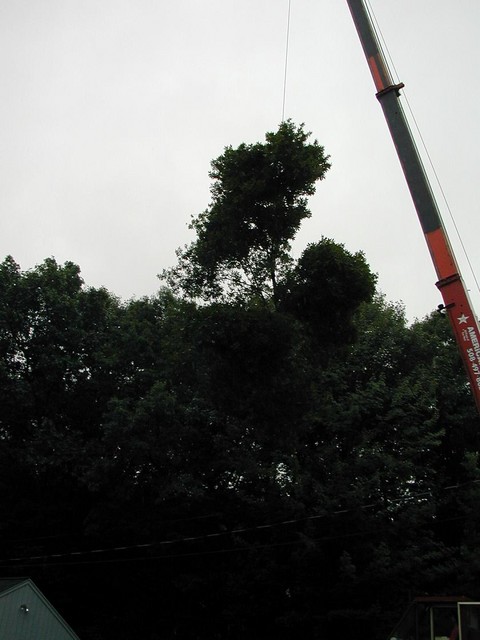 chunk of branches being lifted