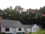 Highlight for Album: Tree removal day July 2003