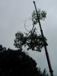 dangling chunk of tree