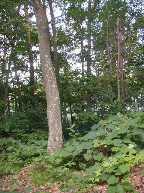 poison sumac will be tallest spot