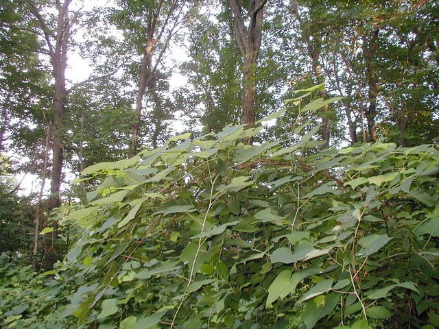 vines of poison sumac