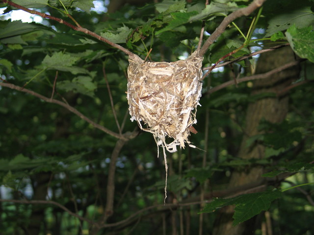 birds nest near compost bin