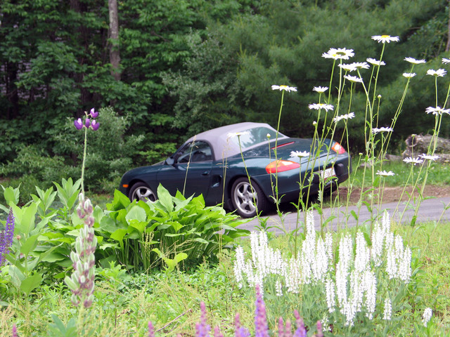 Boxster growing in the wildflowers