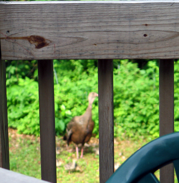 Turkey and chicks from deck