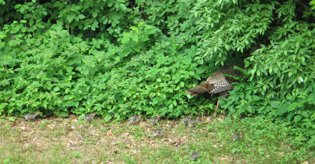 Wild Turkey and two dozen babies in the yard