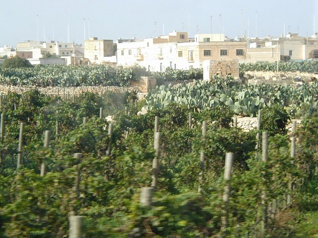 Maltas favorite plant - the cactus