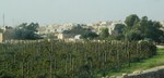 Maltese vineyards