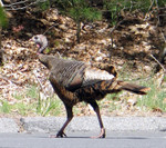 why did the turkey cross the road
