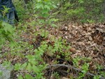 dumped on top of smaller trees