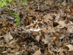 trash in the pile they dumped on our property