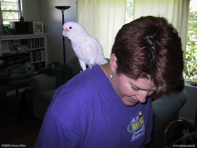 Moving is stressful on Goffins cockatoos too