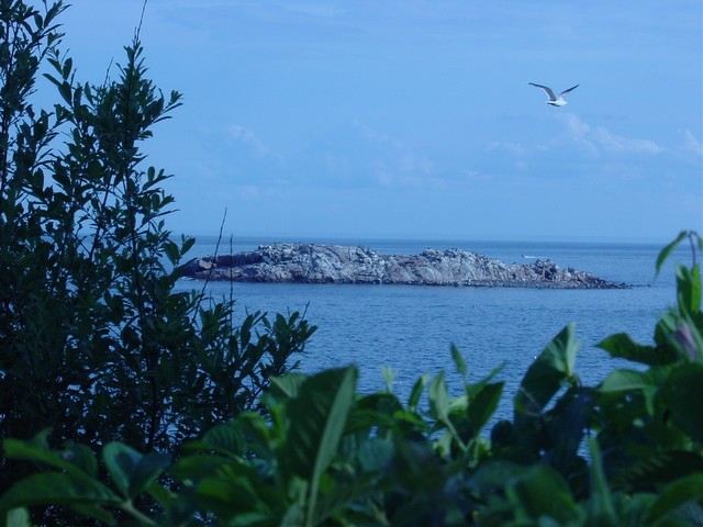 Norman's Woe in blue tone with seagull