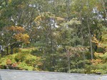 trees behind house