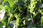 grapes on the vine in twillight