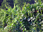 row of grapes on the vine