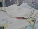 Panda cub in the incubator