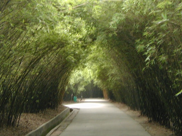 Arching bamboos line walkway