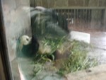 Giant Panda trying to cool down with a block of ice