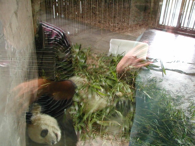 Giant panda behind the glass