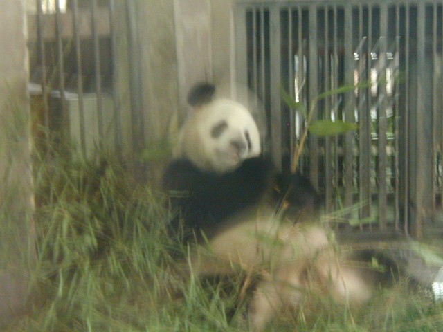 Happy dazed panda
