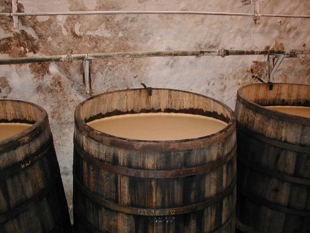 beer-fermentation