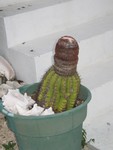 Turk's Head 'fez' cactus is part of the name for the Island chain