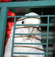 Highlight for album: Saki the Goffins Cockatoo
