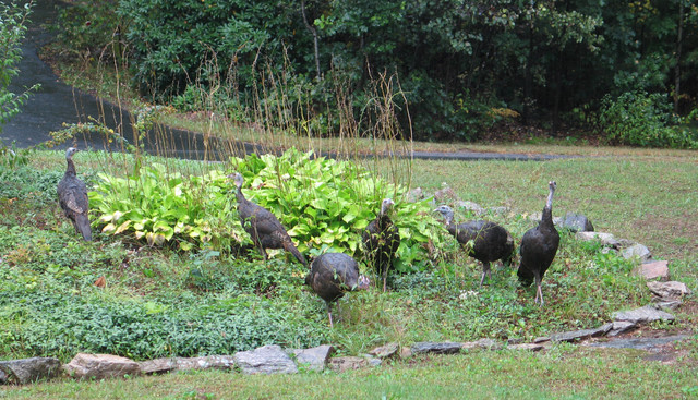 15-Sep-05 - Six Wild Turkeys in Fall
